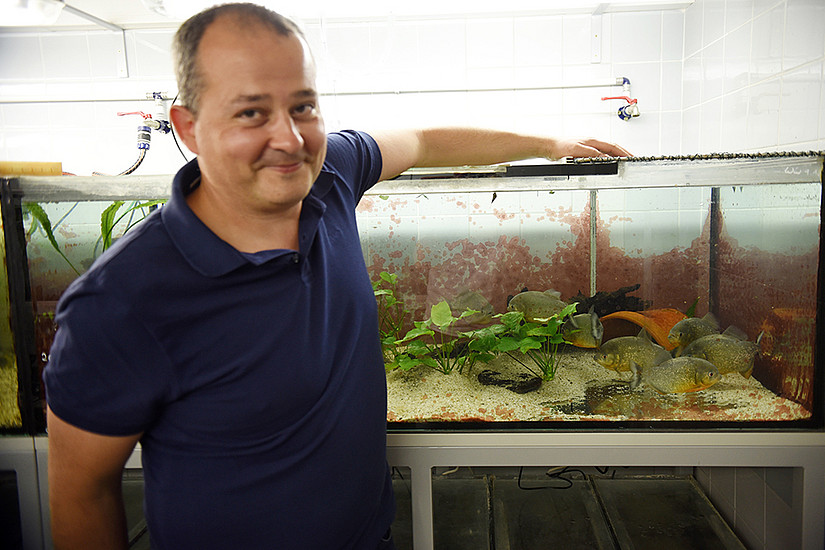 Neurobiologe Boris Chagnaud forscht mit kommunikativen Piranhas. Foto: Uni Graz/Schweiger 