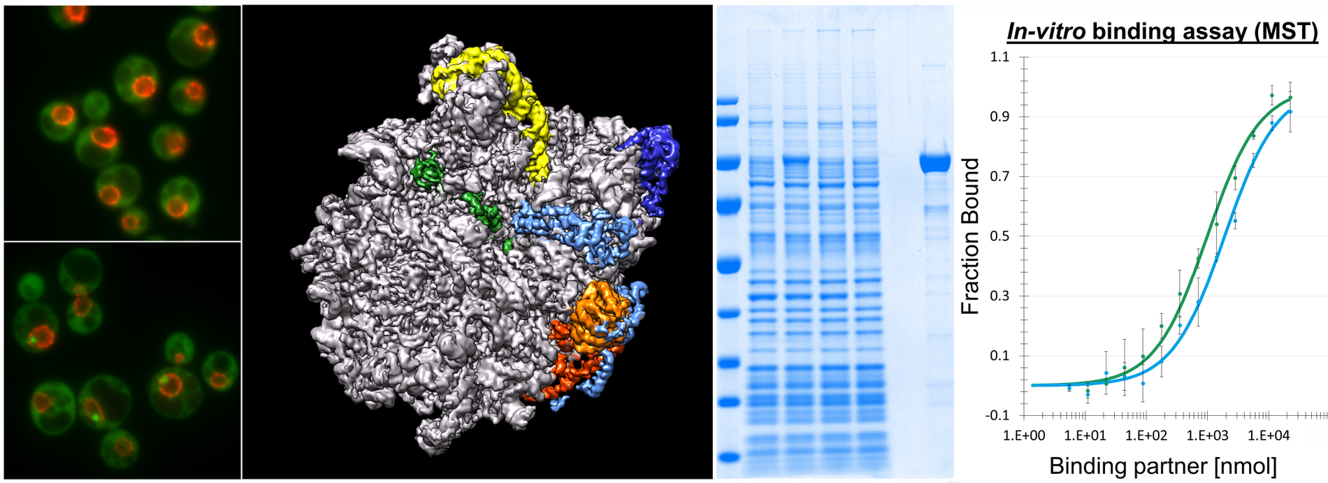 Proteinsynthese In-vitro binding assay (MST) ©Helmut Bergler