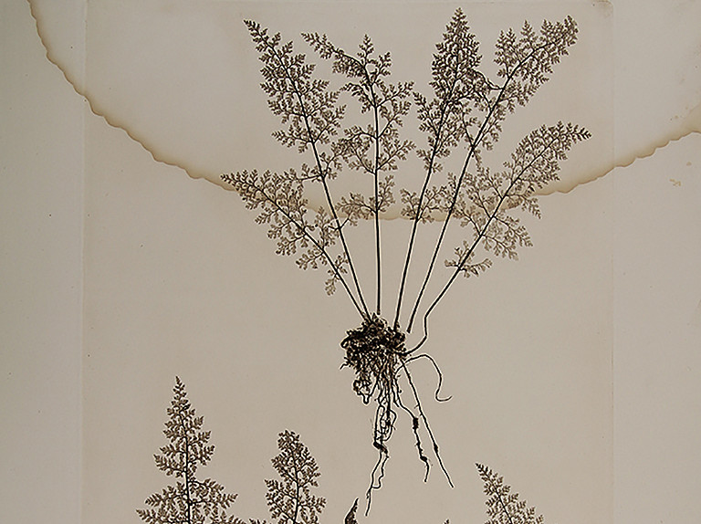 Physiotypia Planarum Austriacarum