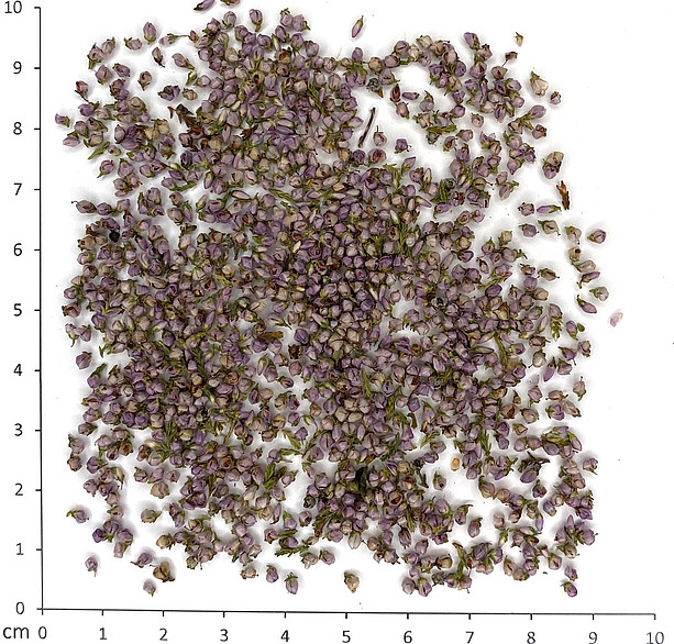 Heidekrautblüten ©Uni Graz - Franz Bucar, Linda Tropper