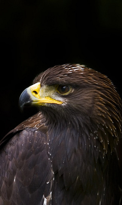 Golden eagles are considered rare. Their population could be threatened by mercury, which they ingest through their food. Photo: Jack Seeds on Unsplash