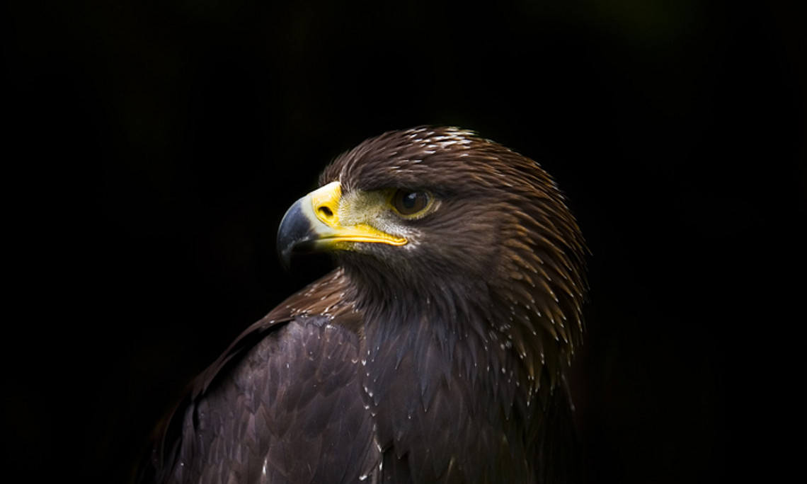 Golden eagles are considered rare. Their population could be threatened by mercury, which they ingest through their food. Photo: Jack Seeds on Unsplash
