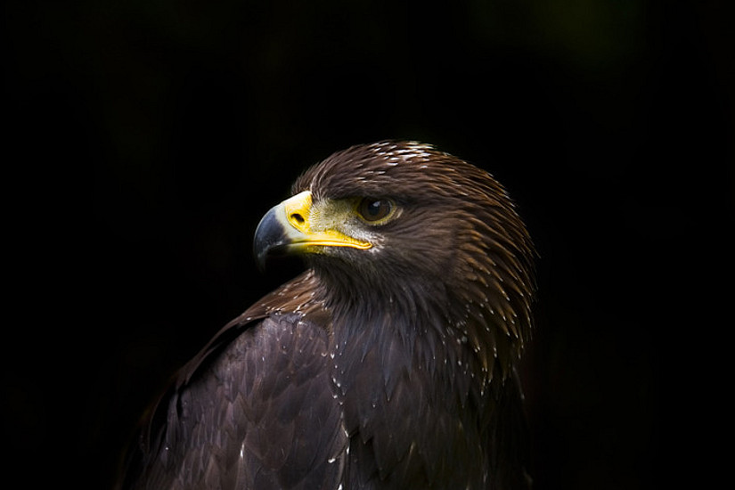 Golden eagles are considered rare. Their population could be threatened by mercury, which they ingest through their food. Photo: Jack Seeds on Unsplash