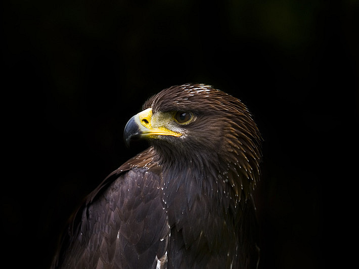 Golden eagles are considered rare. Their population could be threatened by mercury, which they ingest through their food. Photo: Jack Seeds on Unsplash 