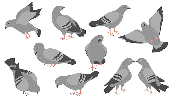 Cartoon-Illustration von mehreren Tauben