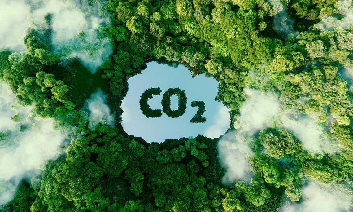 Wald und CO2