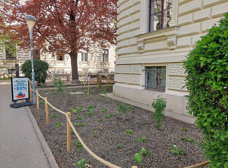Streifen mit frisch gesetzten kleinen Pflanzen entlang des Gebäudes Universitätsplatz 2 ©Uni Graz / Pichler