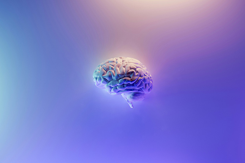 Gehirn vor lila Hintergrund