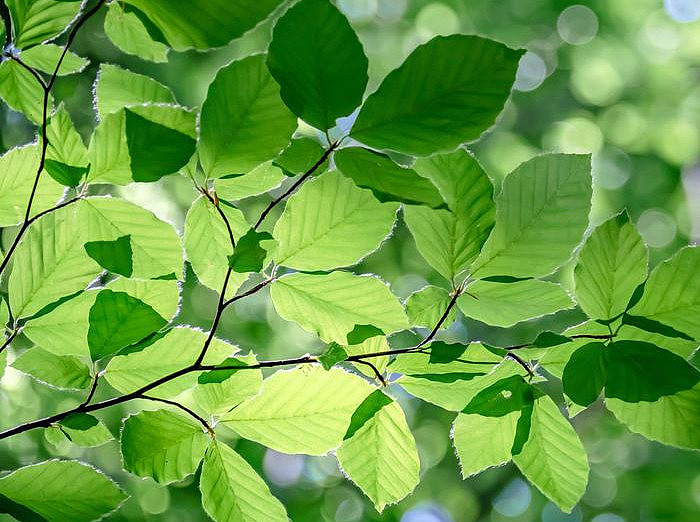 Ast einer Rotbuche, feine Härchen an den Blatträndern dienen der Bestimmung ©Azahara MarcosDeLeon - stock.adobe.com 
