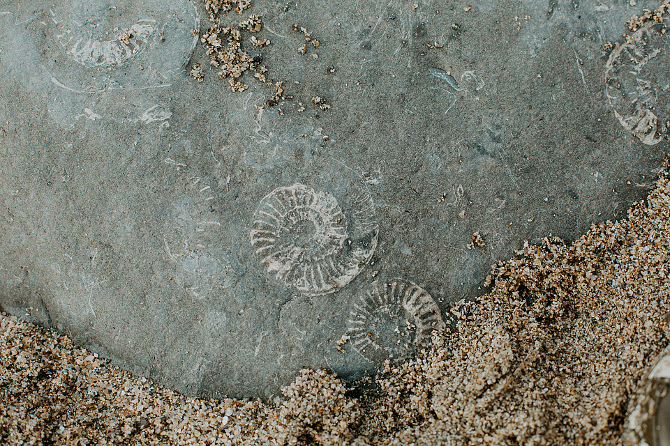 Fotografie eines Steins, auf dem fossile Überreste von Schneckenhäusern zu sehen sind.