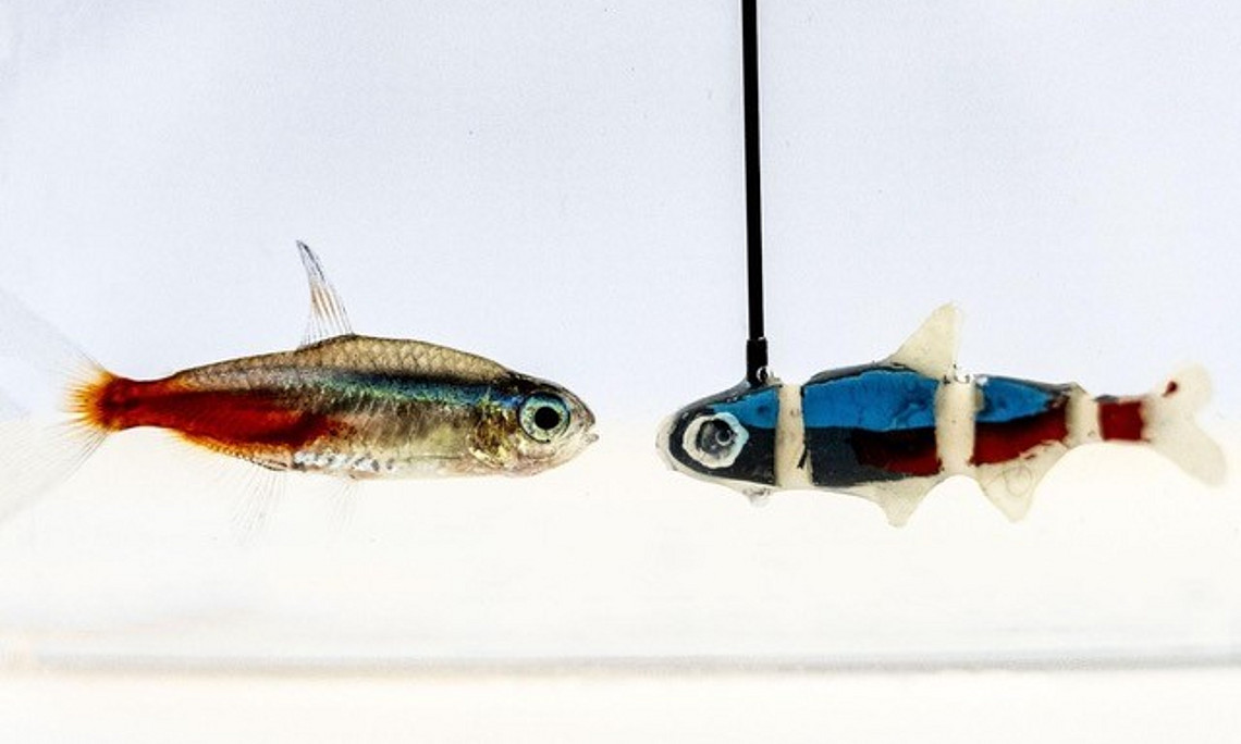 Fische