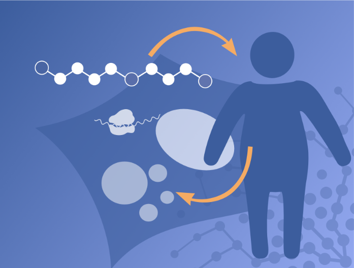 MetAGE_Research_Topic_Polyamines_Spermidine ©Ariane Pessentheiner