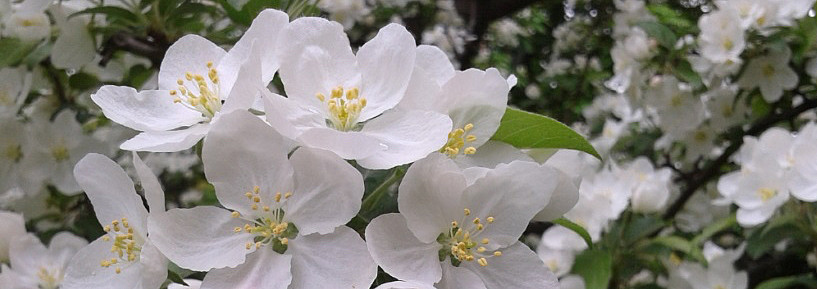 Eine Blüte in weiß ©Uni Graz/Freilandlabor