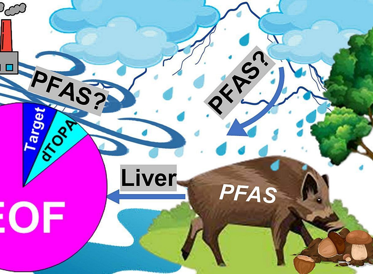 The picture shows that in the Bohemian National Park the wild boars are exposed to PFAS, which are likely to come from atmospheric deposition. ©graphical abstract Elsevier