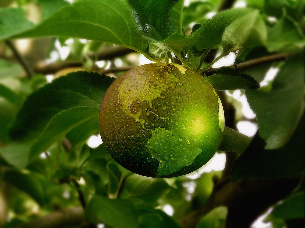 Apfel am Baum als Weltkugel ©pixabay/geralt