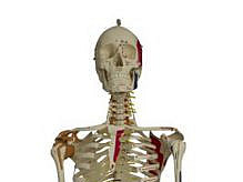 Modell Skelett ©DINAMA Universität Graz