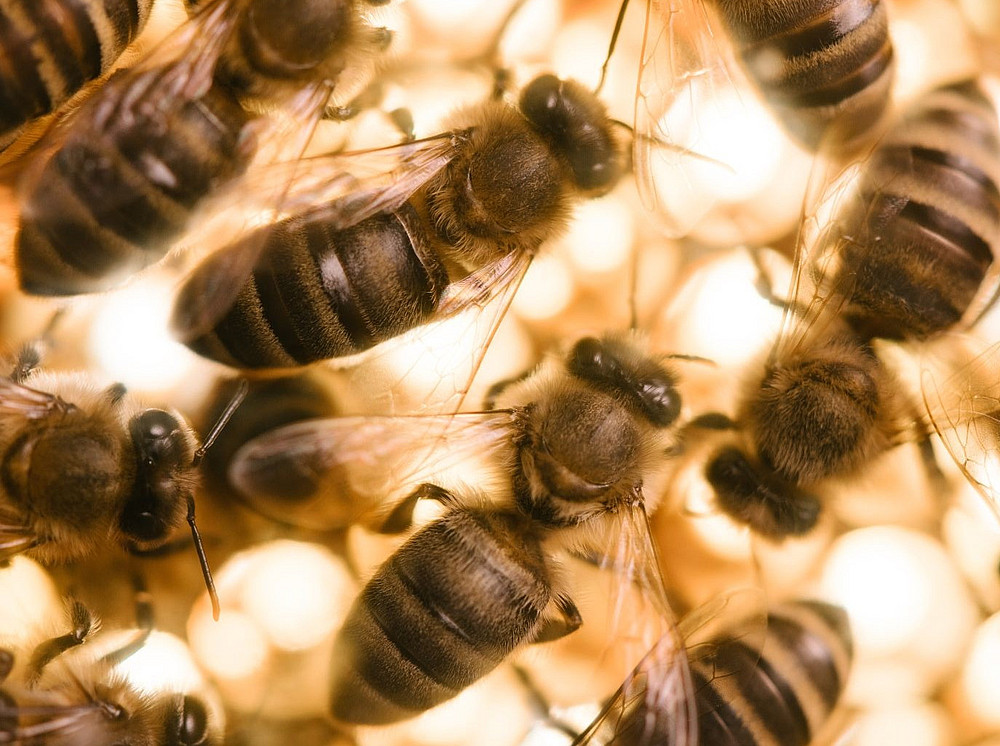 Bienen symbolisieren die Honigbienenforschung von damals und heute ©Joel Kernasenko