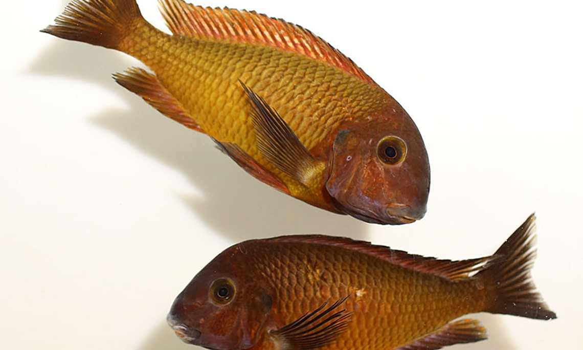 Die an der Südspitze des Tanganjikasees lebenden gelbe Buntbarsche sind das Ergebnis einer Kreuzung aus roten und blauen Fischen. Foto: www.pisces.at/Wolfgang Gessl
