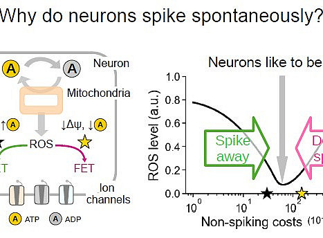 Why do neurons spike spontaneously 