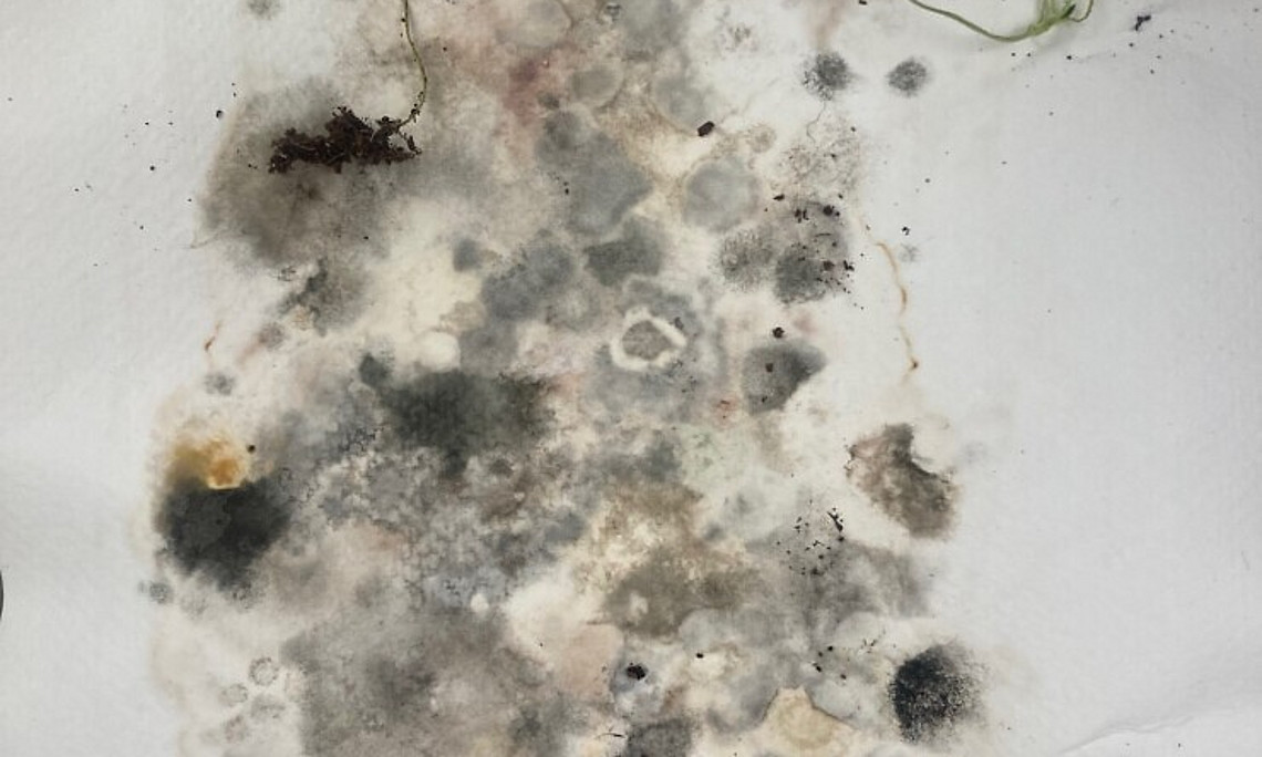 daikon seeds and mold on fabriano paper