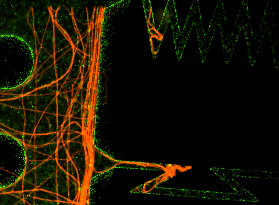 Microbes 