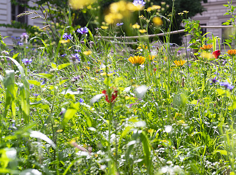 Blühwiese vor der Universität Graz ©Uni Graz/angelemichael
