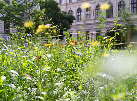 Blühstreifen, im Hintergrund ein historisches Uni-Gebäude ©Uni Graz/angelemichael