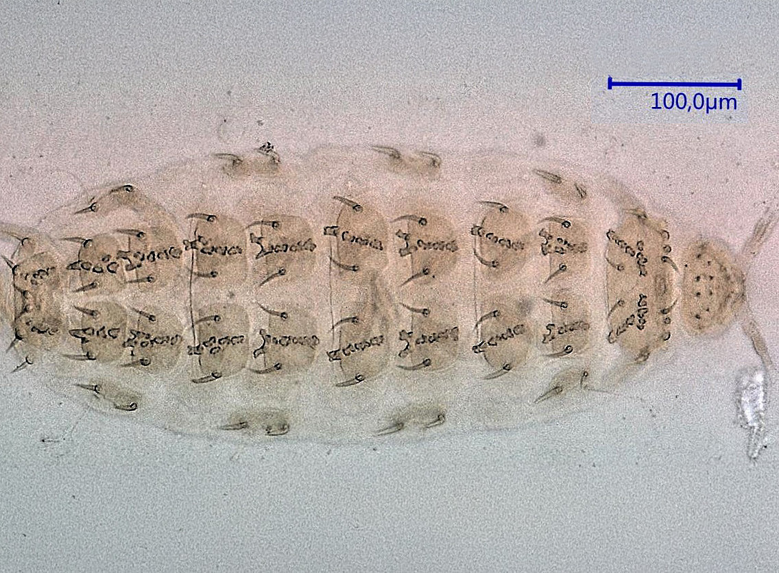 microscope image of the pauropod Brachypauropus hamige 