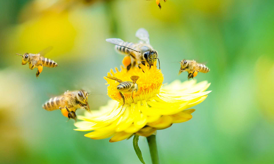 Mehrere Bienen umschwirren eine gelbe Blüte 