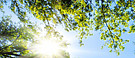 AdobeStock_61813055 ©Smileus - stock.adobe.com Licht und Bäume ©Smileus - stock.adobe.com