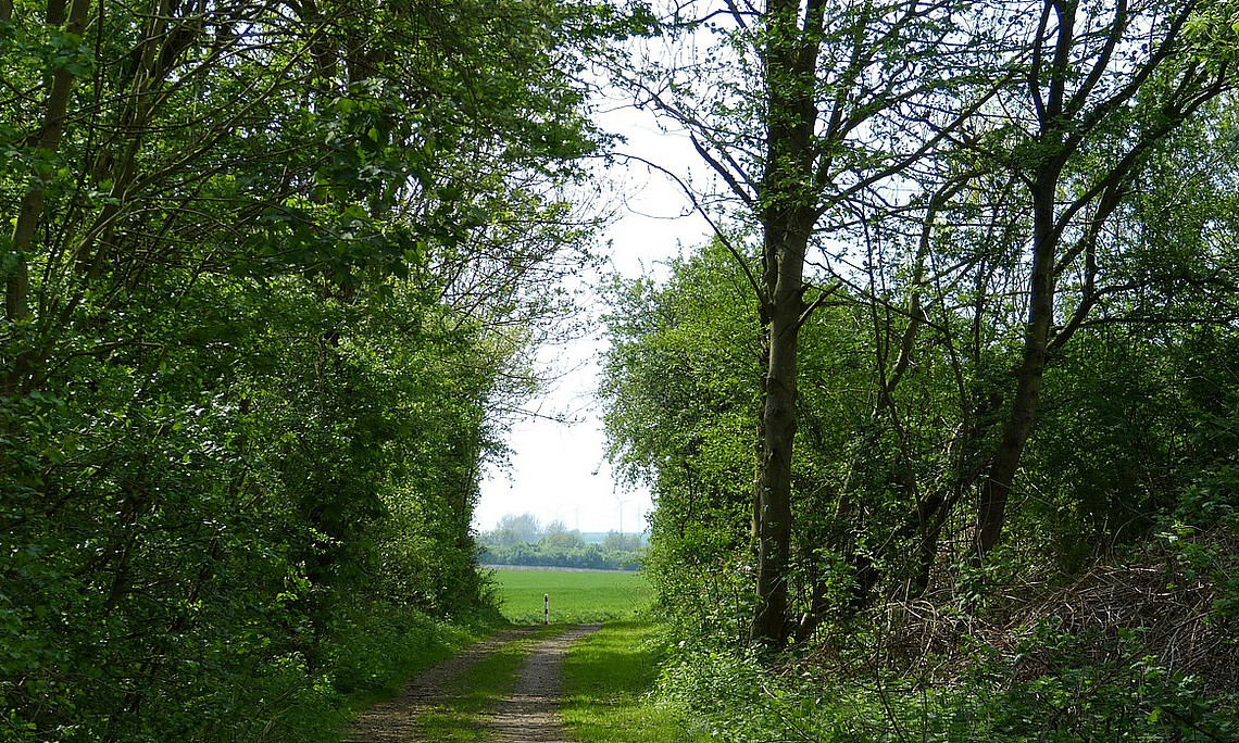 Wege, Lichtung