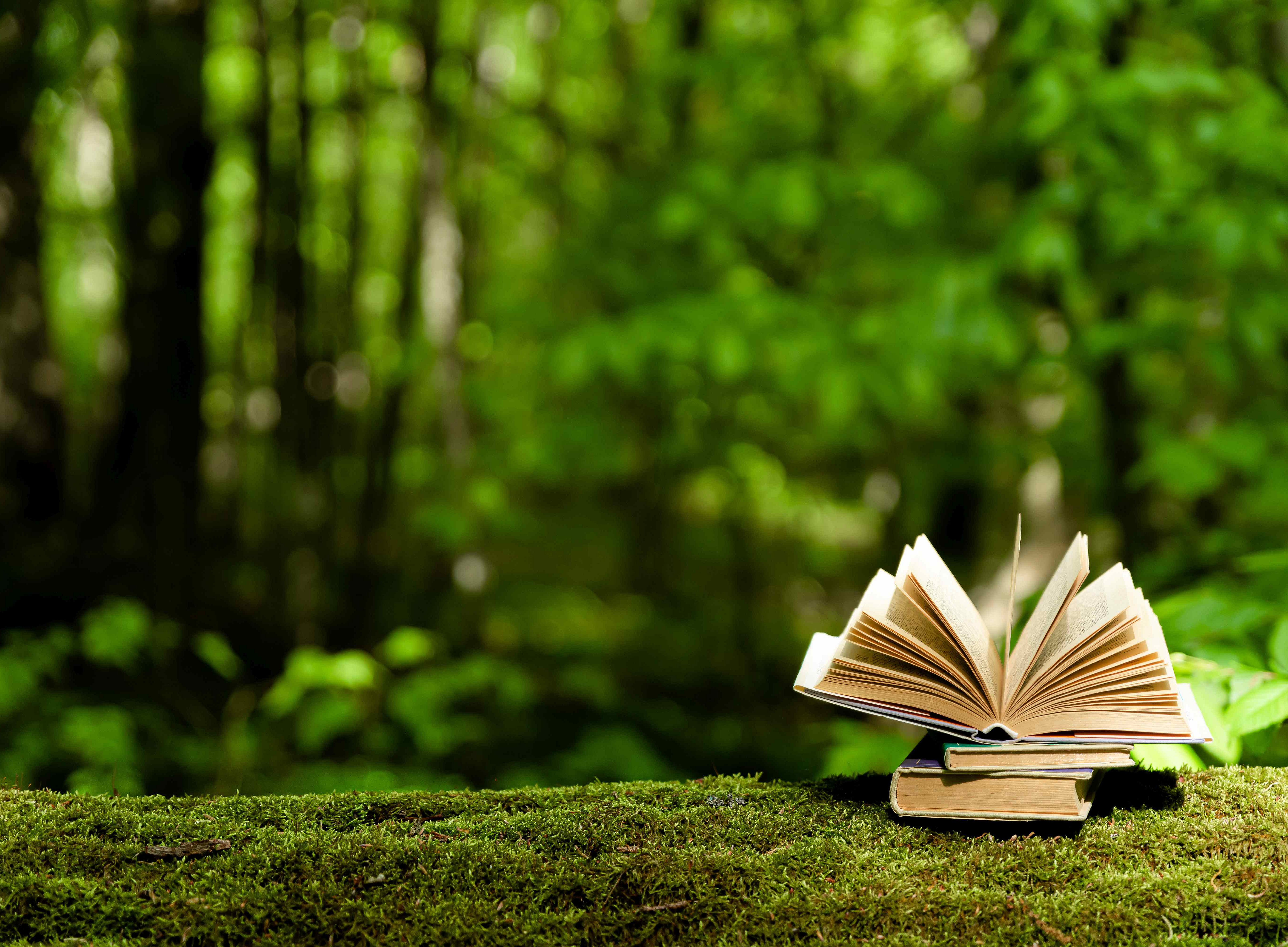 Wald im Vordergrund mit Baumstamm und Buch ©Sappheiros - stock.adobe.com