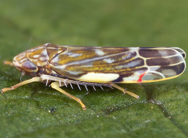 Nahaufnahme einer Nordamerikanischen Blattzikade (Erasmoneura vulnerata) auf einem grünen Blatt. Das Insekt ist seitlich abgebildet, hat einen länglichen Körper mit gelb-brauner und weißer Musterung sowie durchsichtigen Flügeln mit dunklen Adern. Die Beine sind gelblich und das Blatt im Hintergrund ist unscharf. ©Gernot Kunz