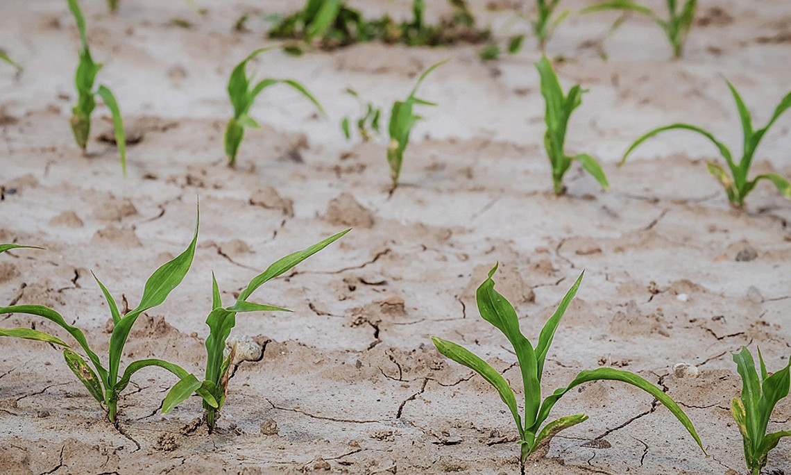 Noch kann das Grundwasser wiederkehrende Dürrephasen ausgleichen. Foto: Couleur - Pixabay