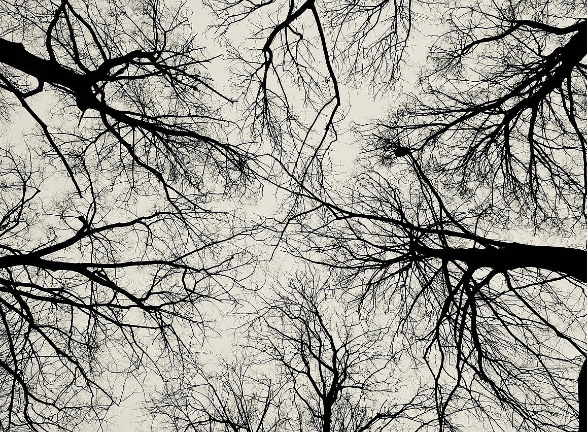 Image representing trees reaching sky 