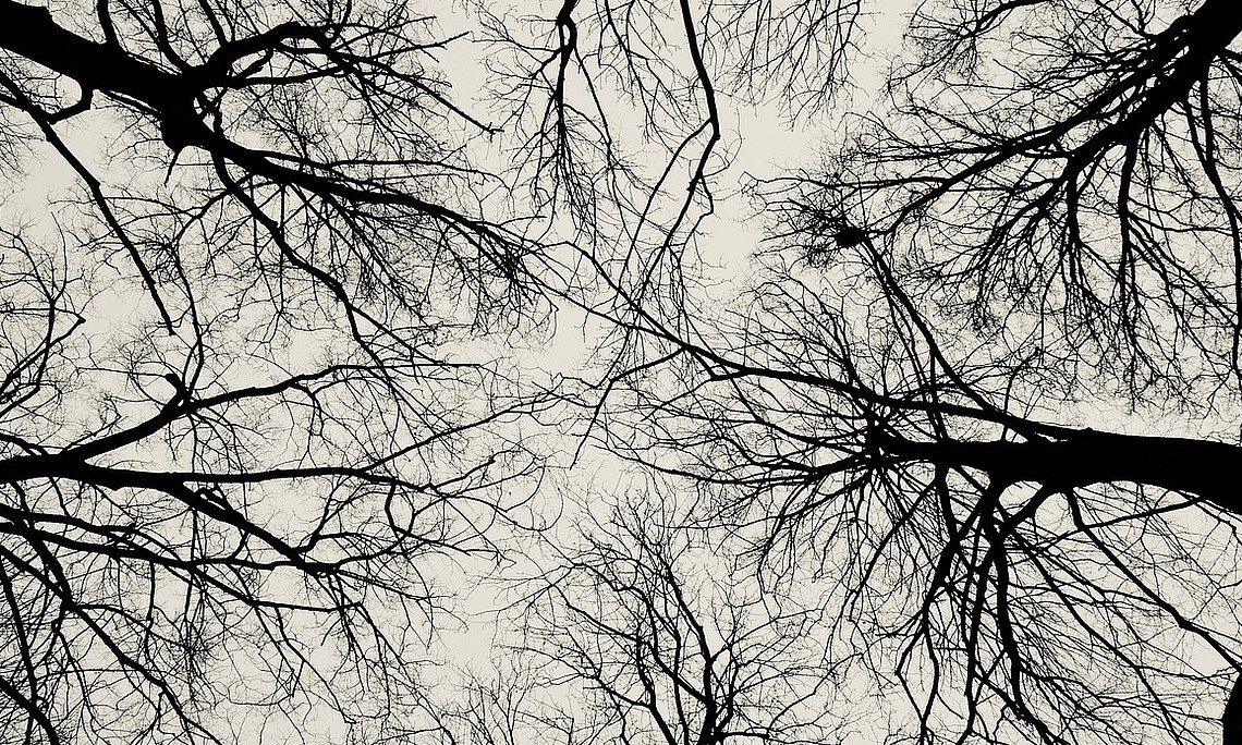Image representing trees reaching sky