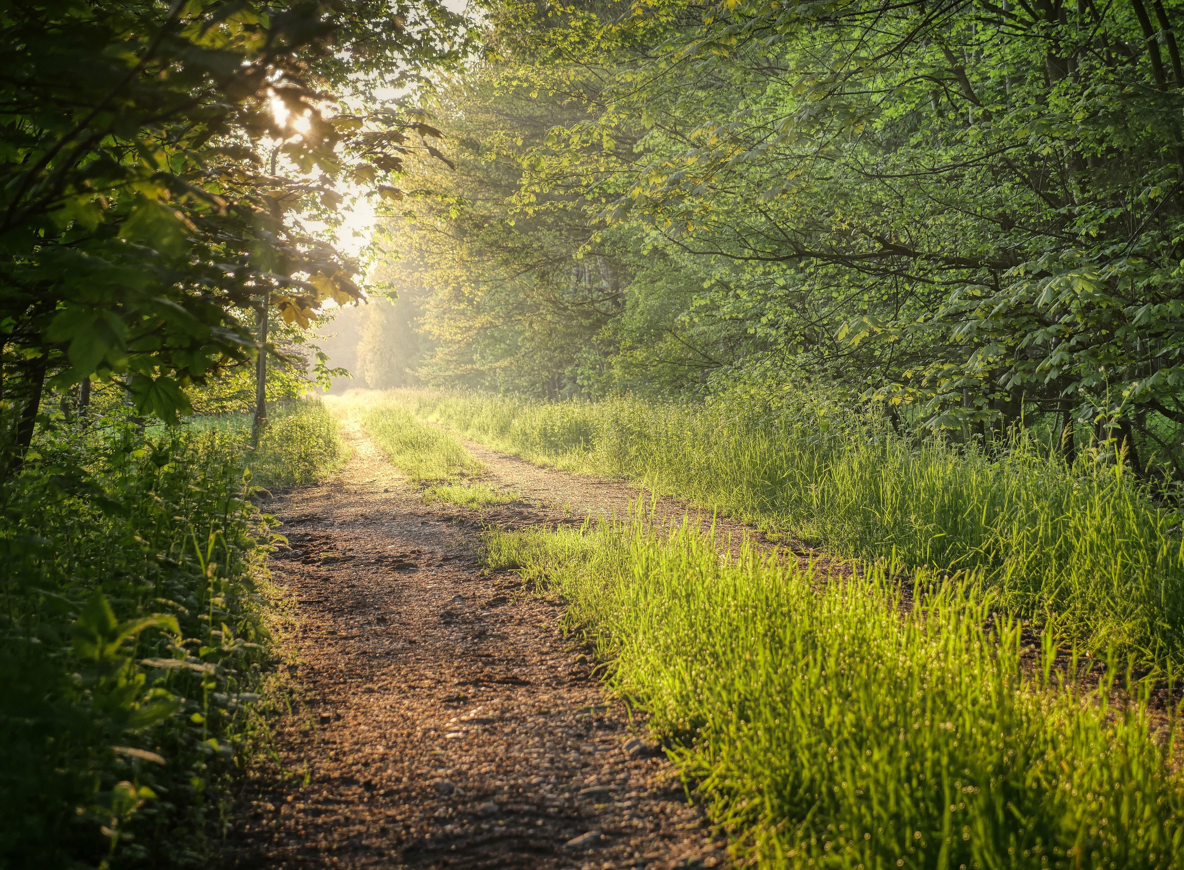 Feldweg im Frühling ©Albrecht Fietz | Pixabay