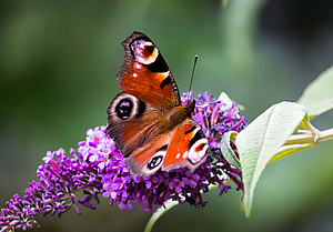 Schmetterling Tagpfauenauge Butterfly on the flower