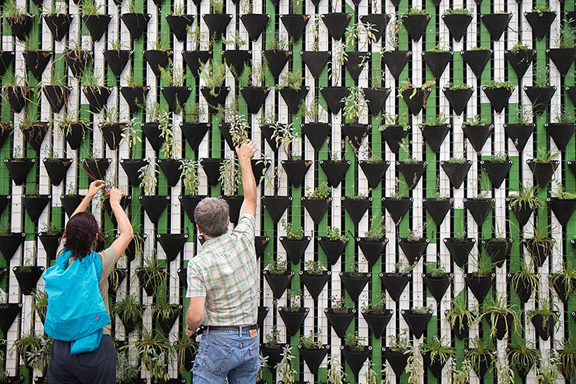 2 Menschen pflanzen Gräser in eine lebende Wand