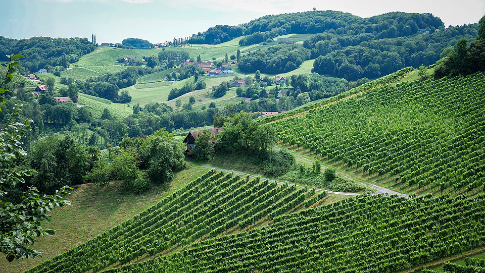 Aufnahme einer grünen Weinlandschaft in der Steiermark