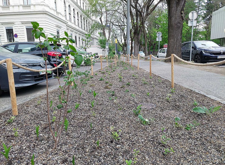 Streifen mit frisch gesetzten kleinen Pflanzen entlang der Schubertstraße ©Uni Graz / Pichler