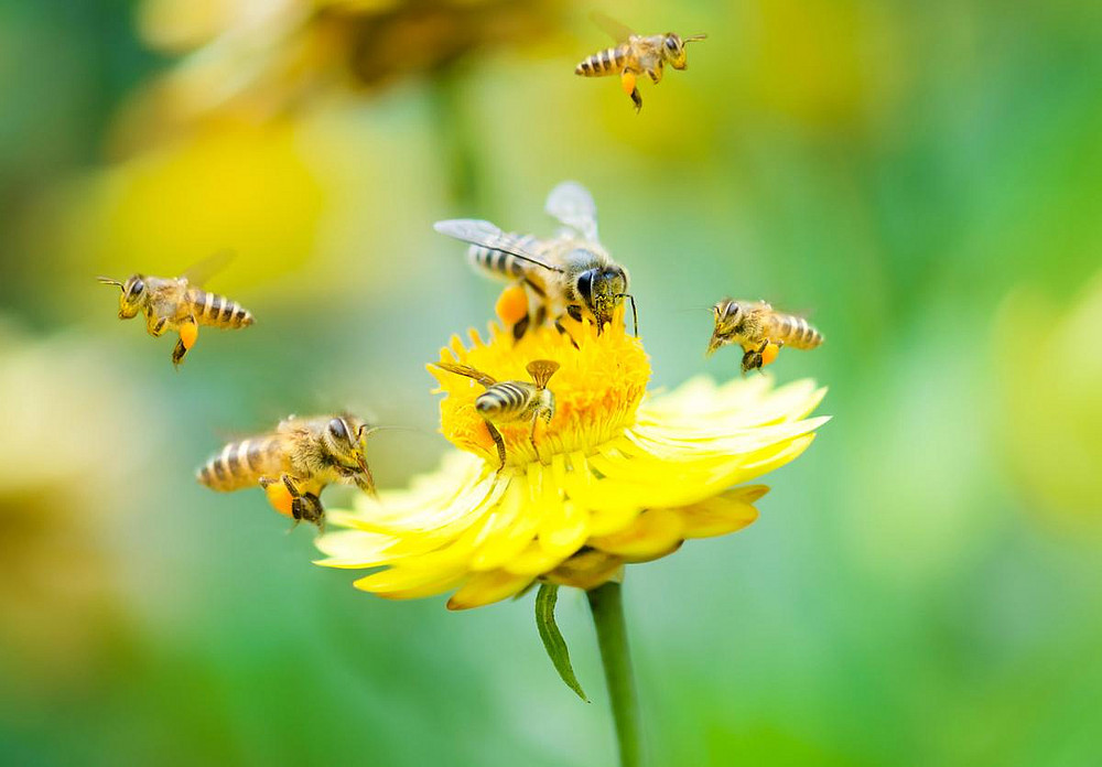 Mehrere Honigbienen fliegen um eine leuchtend gelbe Blüte und sammeln Nektar. Die Szene ist in lebendigen Farben gehalten, mit unscharfem grün-gelbem Hintergrund, der die zentrale Blume und die Insekten betont. Das Bild vermittelt die Bedeutung von Bestäubern für die Biodiversität. ©WONG SZE FEI - stock.adobe.com