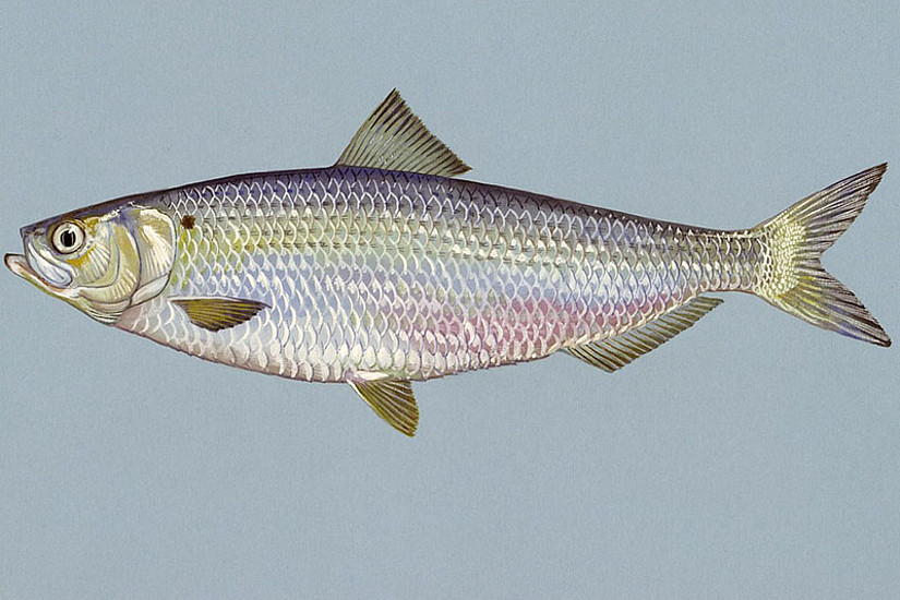 In Seefisch, wie zum Beispiel dem Hering, können sich giftige Spurenelemente anreichern. Foto: pixabay