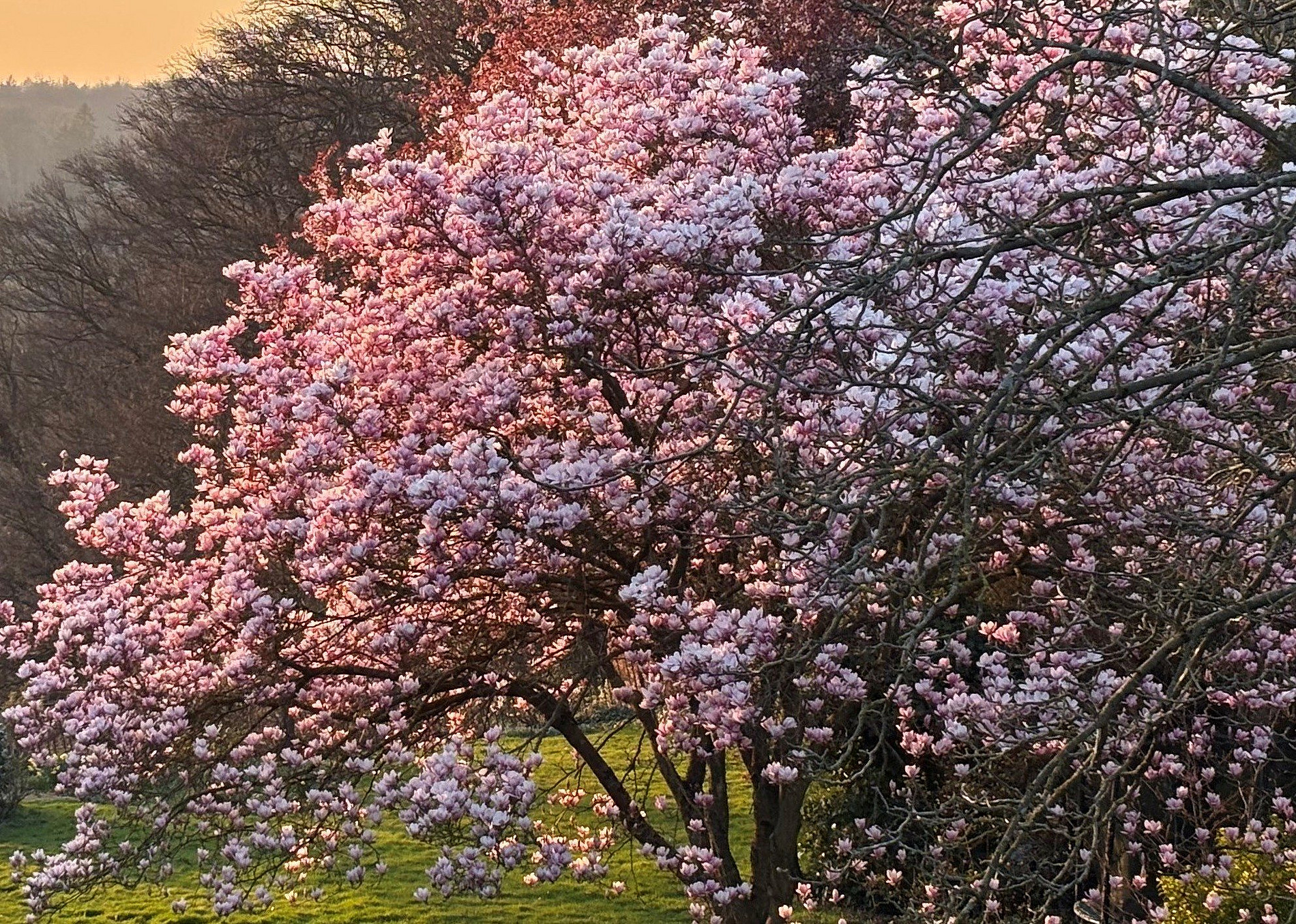 blühende Magnolie ©von RJ Seitz übertragen