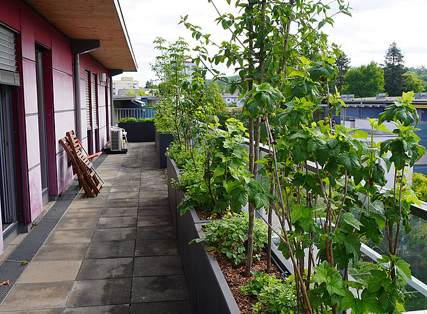 Potted plants on the balcony ©Uni Graz/Benal