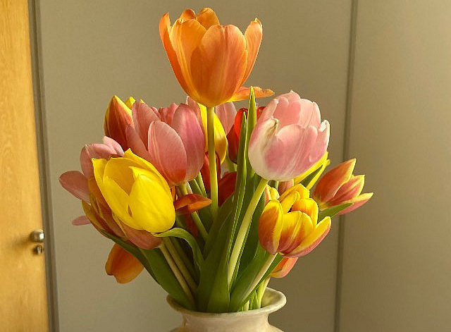 Tulpen in einer Karaffe ©U. Fischer