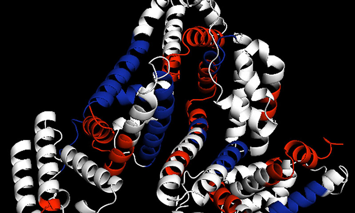 Struktur von Rinderserumalbumin mit durch Mikrowellenverdau generierten Peptidfragmenten (rot, blau). Foto: Journal of Proteomics