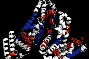 Struktur von Rinderserumalbumin mit durch Mikrowellenverdau generierten Peptidfragmenten (rot, blau). Foto: Journal of Proteomics