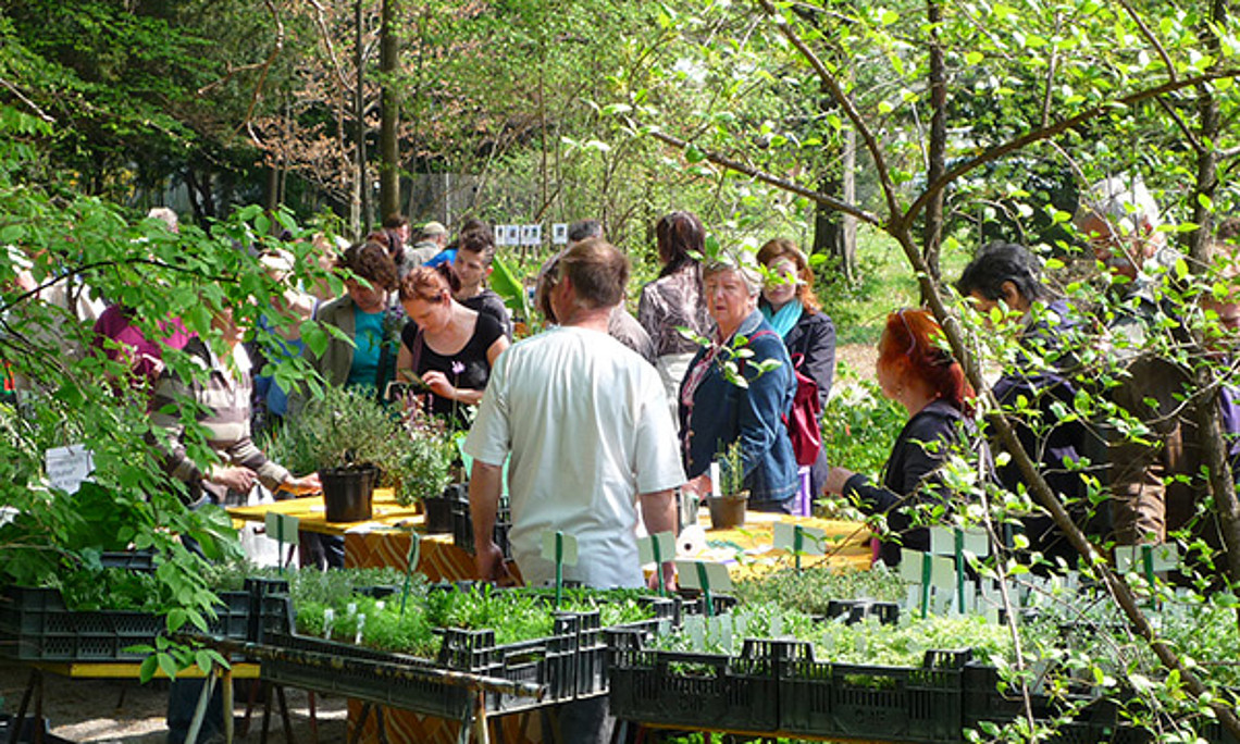 Der Pflanzenraritätenmarkt im Botanischen Garten bietet alles, was das Herz begehrt - von Gemüse über Kräuter bis zu Heil- und Zierpflanzen. Foto: Uni Graz
