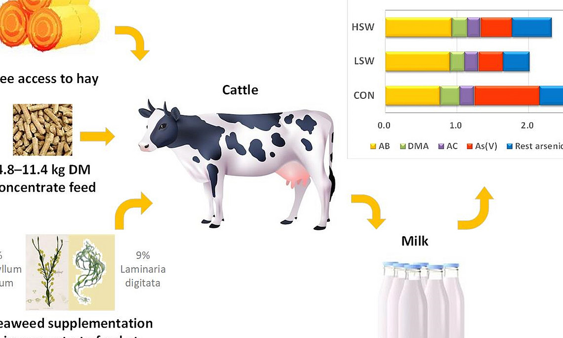 graphical abstract for Seaweed has had a tradition of being part of the animal feed in coastal areas since ancient times